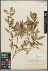 Foto von Salix triandra subsp. amygdalina (L.) Schübl. & G. Martens